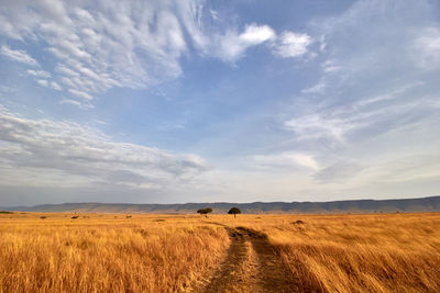 The road through masaai mara
