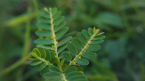 Close-up of fresh green plant