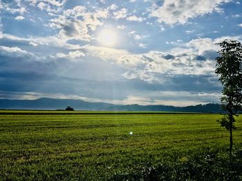 Scenic view of agricultural field against sky