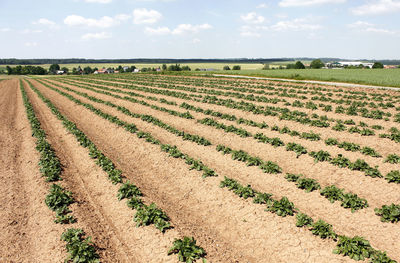 Scenic view of field with plants against sky