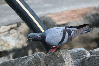 Close-up of bird perching on rock