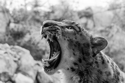 Close-up of a cat yawning