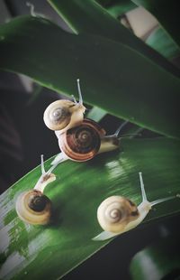 Close-up of snail on plant