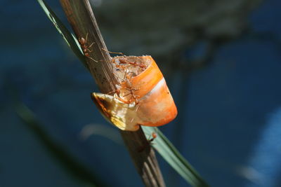 Close-up of dry leaf on plant