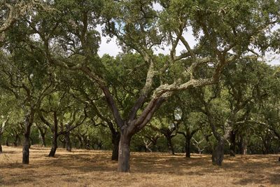 Trees in a field