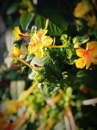 Close-up of fresh flowers