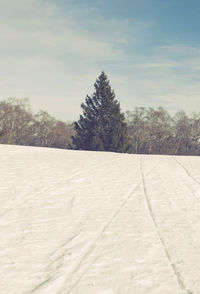 Trees on snow covered landscape