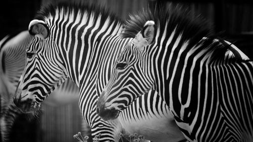 Close-up of zebra