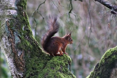 Squirrel on tree trunk