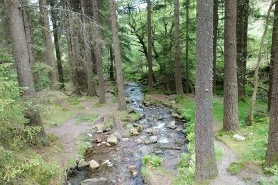 Scenic view of forest