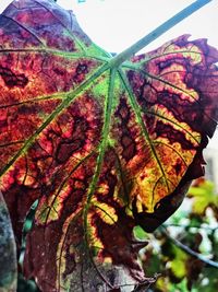 Close-up of dry leaves on plant