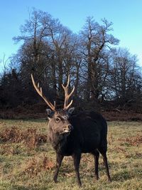 Deer in a field