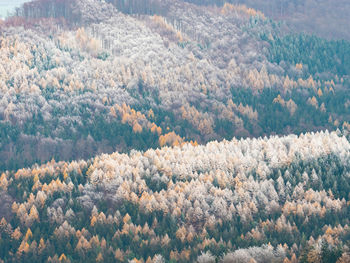 Picturesque mountain road. autumn landscape with a morning mist. birches shines with yellow leaves