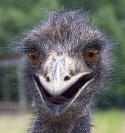 Close-up portrait of an animal