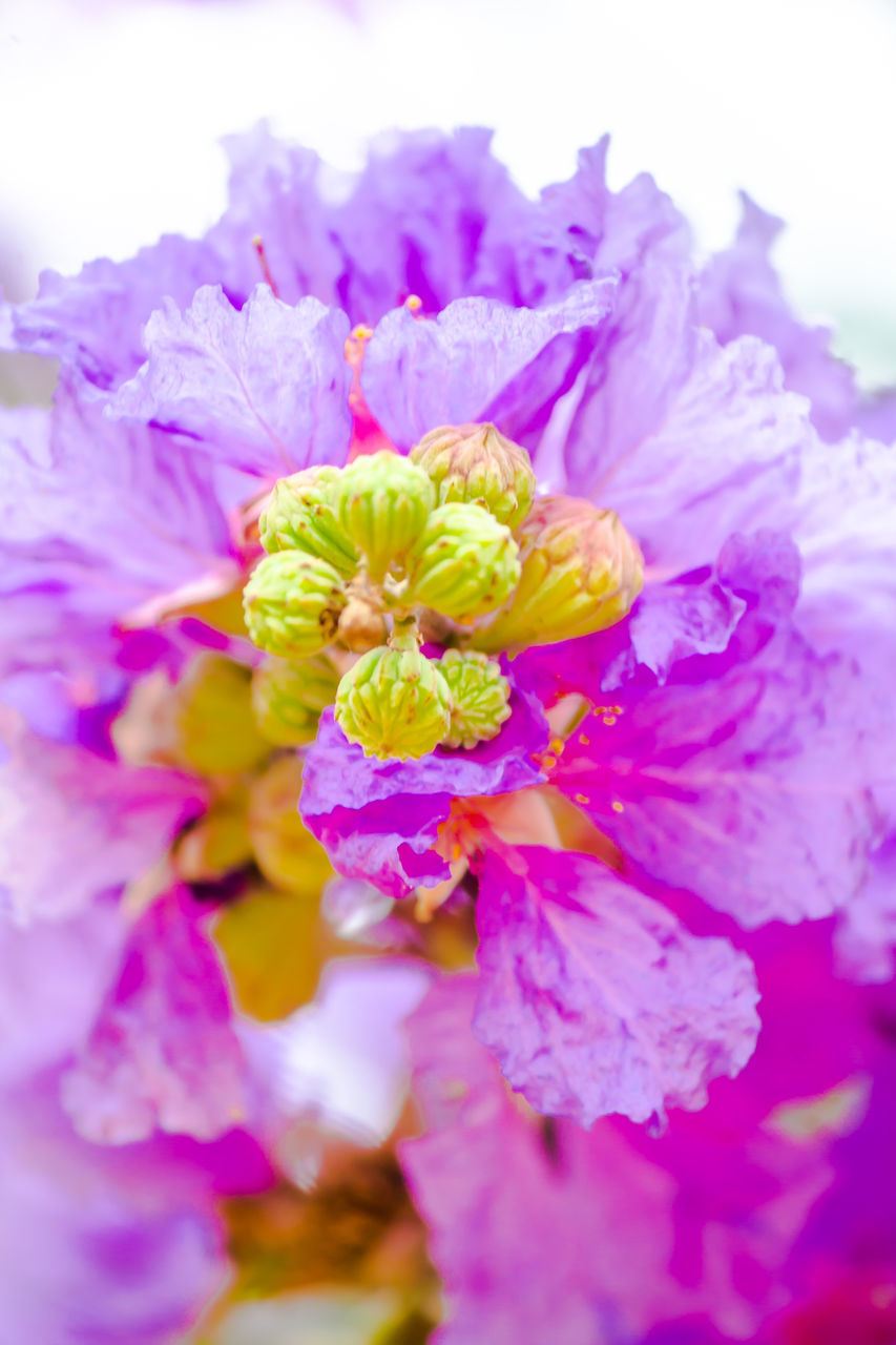 CLOSE-UP OF PURPLE FLOWER ON PINK FLOWERING PLANT