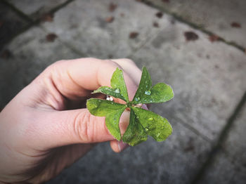 Close-up of hand holding small plant