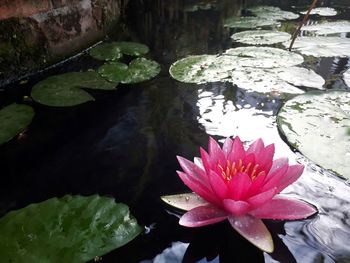 Lotus water lily in pond