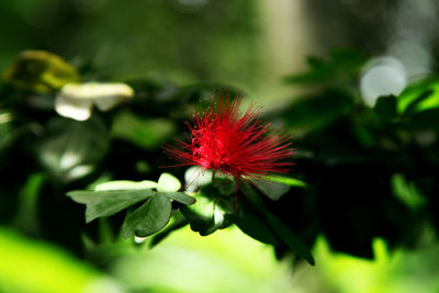 Close-up of red flower blooming outdoors