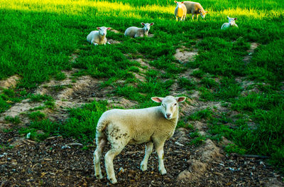 High angle view of sheep on grassy field