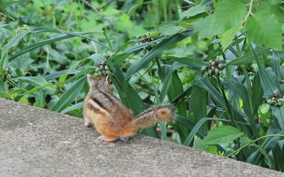 Close-up of bird