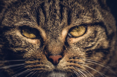 Close-up portrait of cat