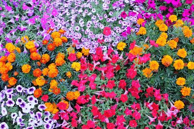 Full frame shot of multi colored flowers blooming outdoors