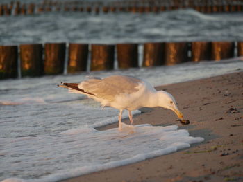 Seagulls on beach