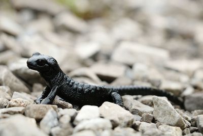 Close-up of lizard on rock