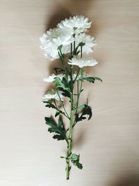 Close-up of white flowering plant on table