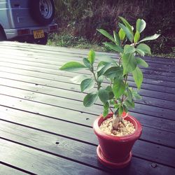 plant