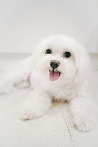 Close-up portrait of a dog