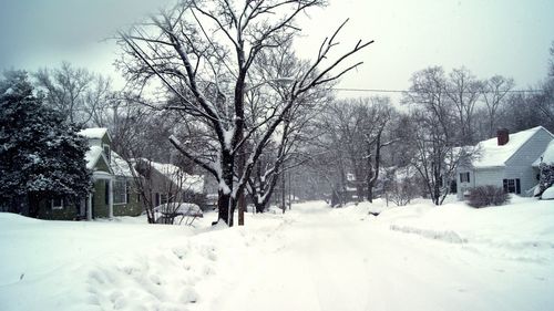 Bare trees on snow covered landscape