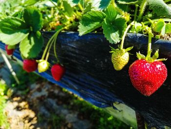 Close-up of strawberry growing on tree