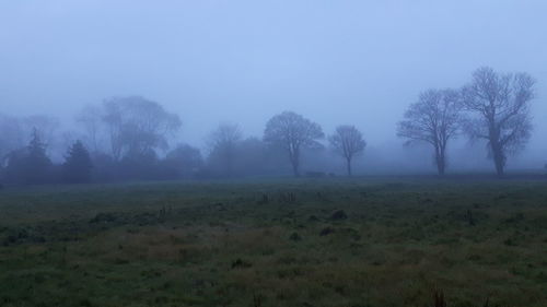 Trees on field against sky