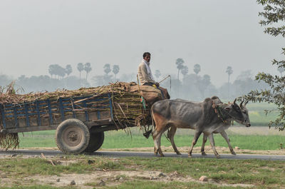 Man on bullock cart on field