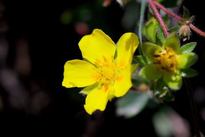 Close-up of yellow flower