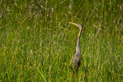 View of bird on grass