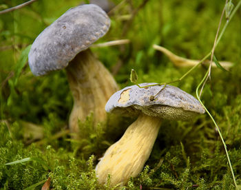 Close-up of mushroom growing on field