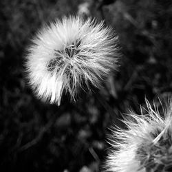 Close-up of dandelion flower