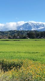 Scenic view of field against sky