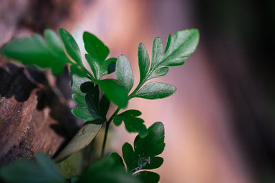 Close-up of plant leaves