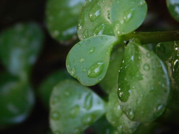 Close-up of water drops on leaf