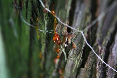 Close-up of insect on plant