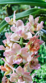 Close-up of pink flowers