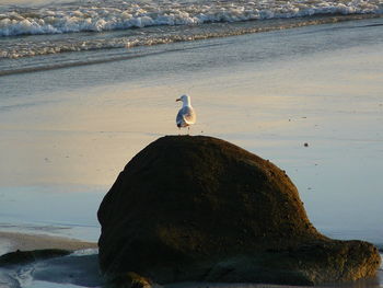 Rear view of man standing on beach