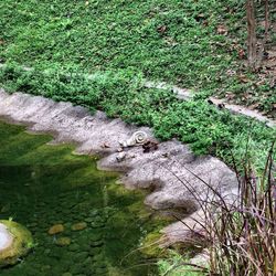 Stream flowing through rocks