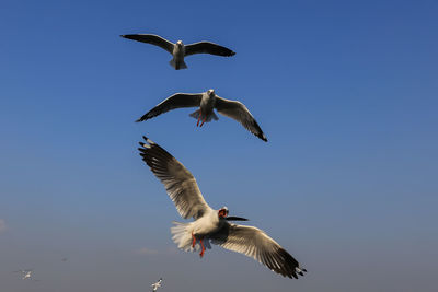 Low angle view of seagull flying