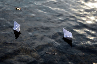 High angle view of bird floating on water