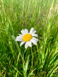 Close-up of white daisy flower on field