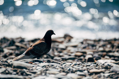 Pigeon at sea shore